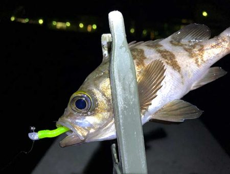梅雨メバルを狙って
