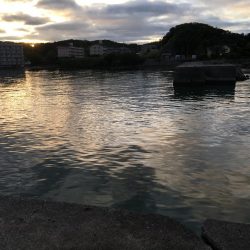 ツバス3匹、アジ5匹、コサバ300匹