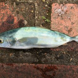 アジ11匹、ツバス1匹、コサバ約200匹