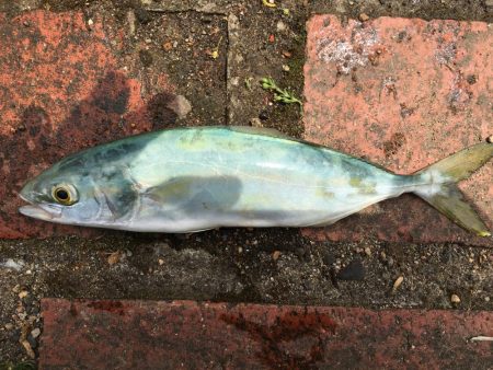 アジ11匹、ツバス1匹、コサバ約200匹