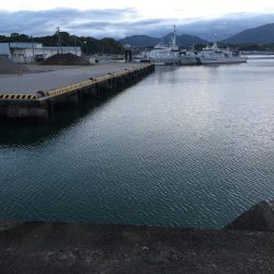 アジ9匹、ツバス5匹、コサバ6匹、キス1匹