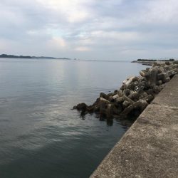 アジ8匹、ツバス3匹、チャリコ2匹、コサバ約50匹、キス(20㎝)1匹