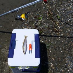 今年初めてのキス釣り