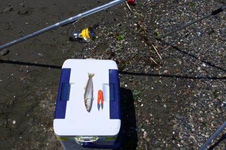 今年初めてのキス釣り