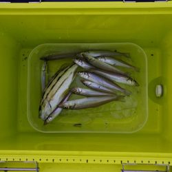 梅雨の中休みのキス釣り