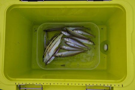 梅雨の中休みのキス釣り