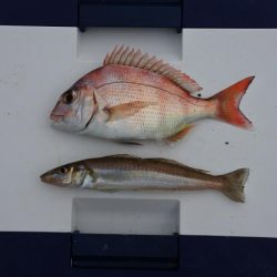 梅雨のキス釣り 小型が多い