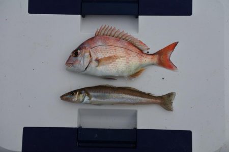 梅雨のキス釣り 小型が多い