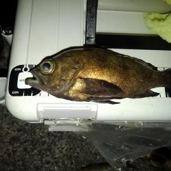 フロートゲーム～