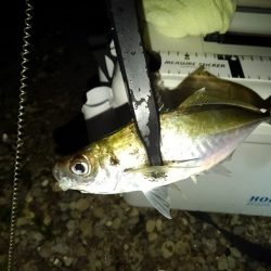 フロートゲーム