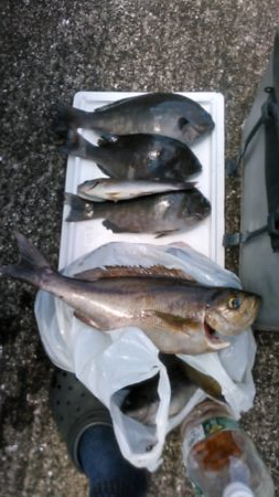 青島近郊でイサキ、グレ釣り