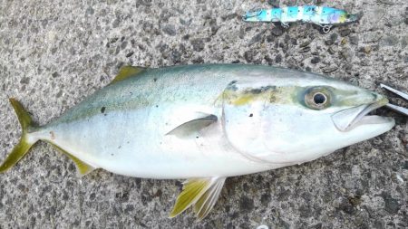 ハマチ47cm半年ぶりの青物