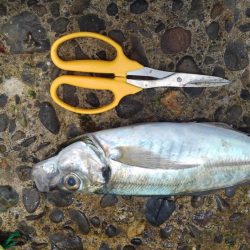 ホームで久しぶりに大漁♪