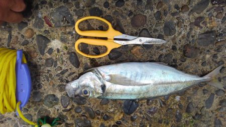 ホームで久しぶりに大漁♪