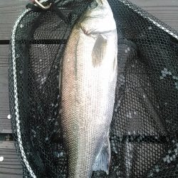 新川　シーバス出ました。