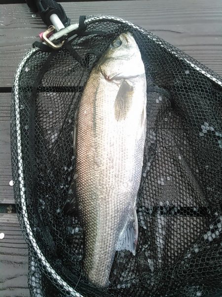 新川　シーバス出ました。