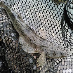 浜名湖　ライトゲーム