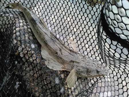 浜名湖　ライトゲーム