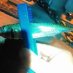 浜名湖　アジング