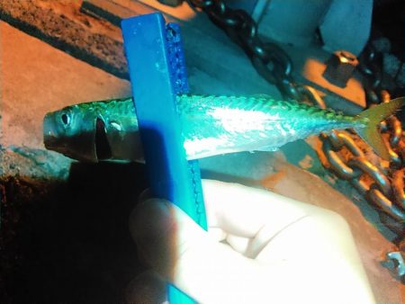 浜名湖　アジング