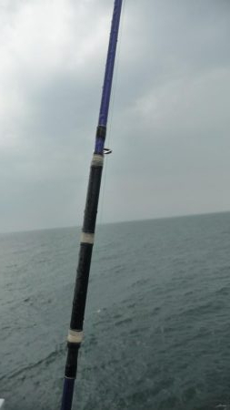 2週間ぶりの青物