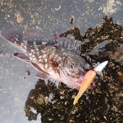 ミッドワインドでサイズアップ！