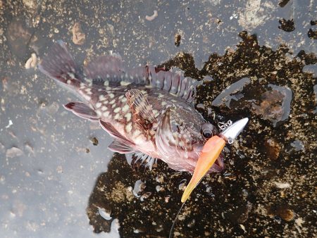 ミッドワインドでサイズアップ！