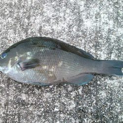 コッパグレ入れ食い