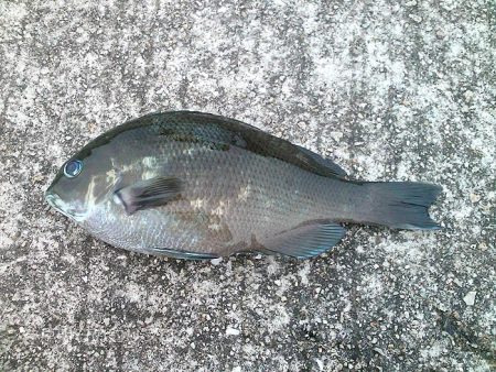 コッパグレ入れ食い