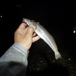 淡路島東部でライトロックフィッシング