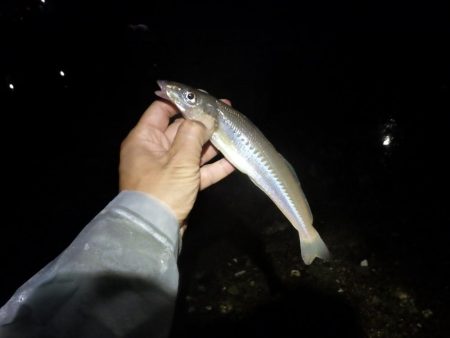 淡路島東部でライトロックフィッシング