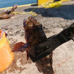 手釣りでアイナメが釣れたよ