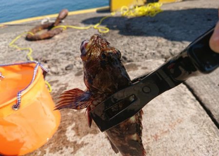 手釣りでアイナメが釣れたよ