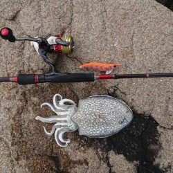 久々にエギンGuー