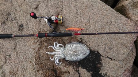 久々にエギンGuー