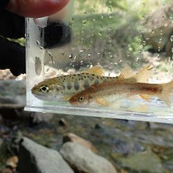 揖保川渓流釣り