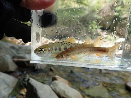 揖保川渓流釣り