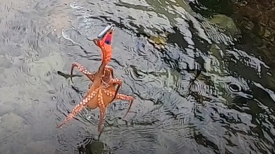 朝練釣行!!平日の朝マズメに堤防タコングでゲットw