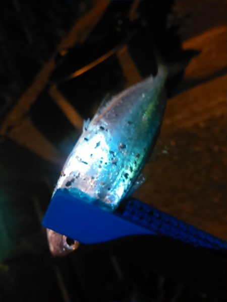 浜名湖 アジング