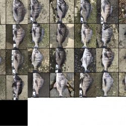 イチノ兄弟、釣果!