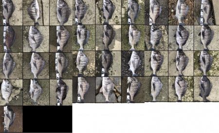 イチノ兄弟、釣果!