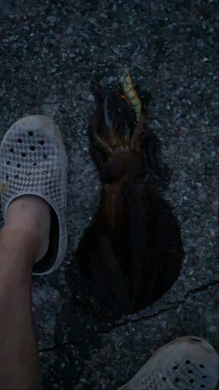 暇つぶしエギング