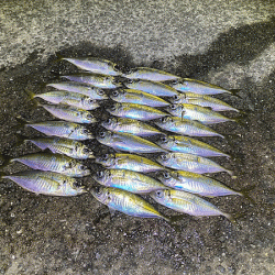 瀬戸内の島アジング（2020-10）