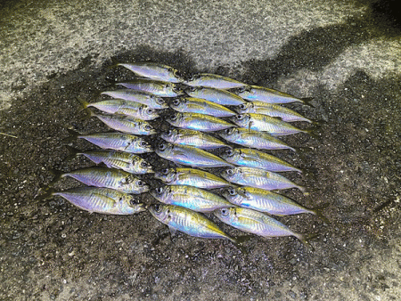 瀬戸内の島アジング（2020-10）