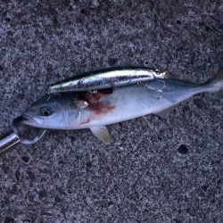 コウイカとモジャコ