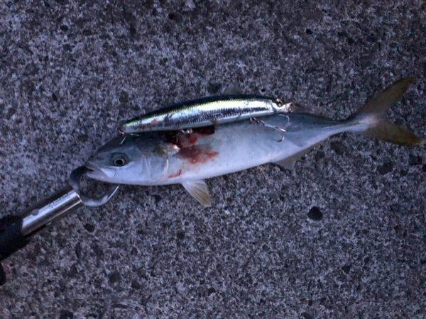 コウイカとモジャコ