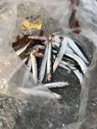 イワシさんいる