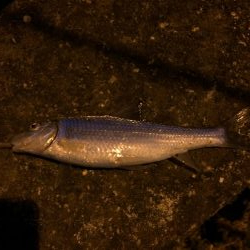 ウナギ釣りパート13