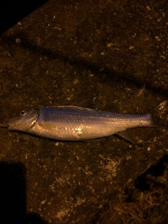 ウナギ釣りパート13