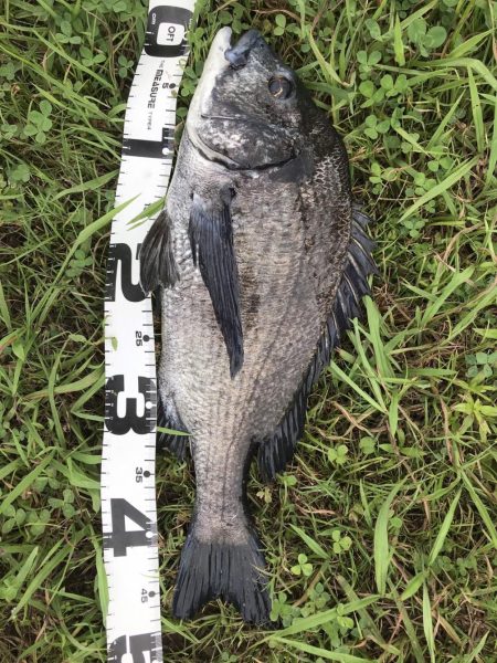 イチノ兄弟、釣果！